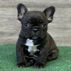 French Bulldogs For Sale