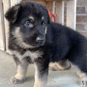 German Shepherd Price