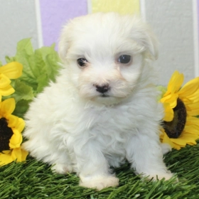Maltese Puppies For Sale
