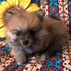 Pomeranians Dogs For sale