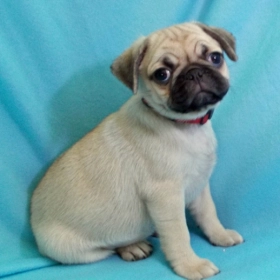Pug Puppies For Sale