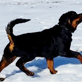 Rottweiler Puppies for sale