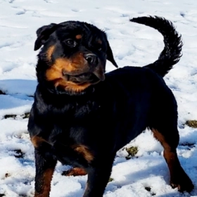 Rottweiler Puppies For Sale