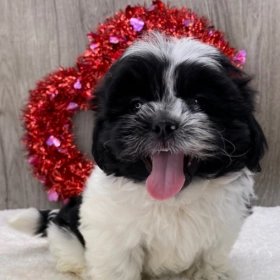 Shih Tzus For Sale | Shih Tzus