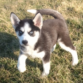 Siberian Husky Puppies